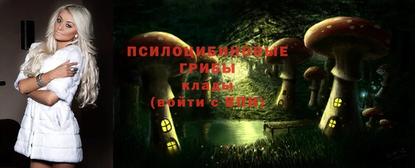 стаф Корсаков